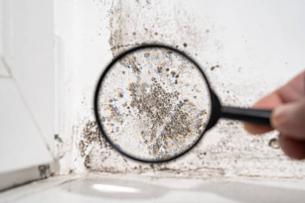 Best Residential Mold Remediation in Wright City, MO